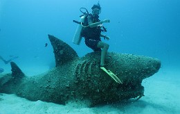 Thailand 2015 - Ko Tao - l unique requin de Thailande _IMG_3649_rc